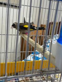 Animali uccelli