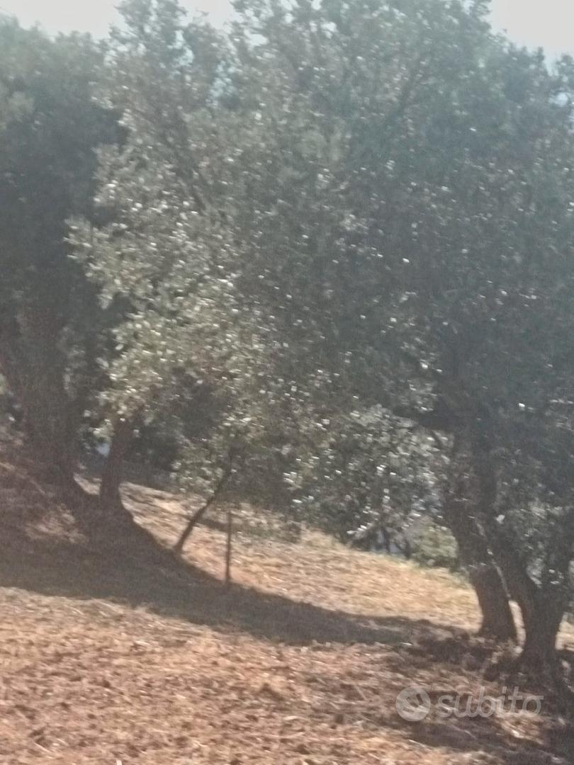 SIANO Contrada S. Domenica - Terreno agricolo - Vista 5