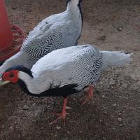 Fagiano argentato maschio