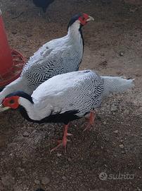 Fagiano argentato maschio