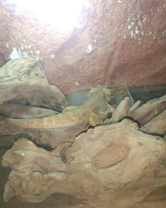 Pogona