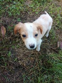 Cucciolo Breton