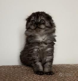 Highland fold e straight e Scottish fold