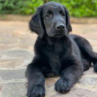 Cuccioli Flat Coated Retriever