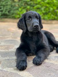 Cuccioli Flat Coated Retriever