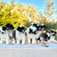 Chinese Crested dog - cuccioli disponibili