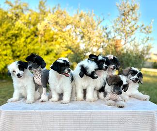Chinese Crested dog - cuccioli disponibili