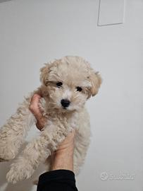 cucciolo di barboncino toy
