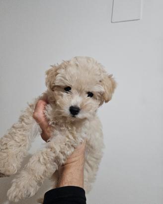 cucciolo di barboncino toy