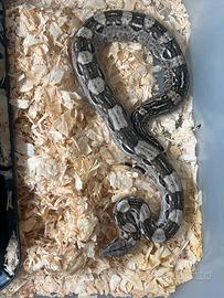 Boa constrictor imperator nano cay caulker