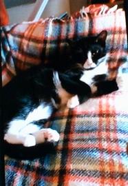 Meravigliosi gatti di casa