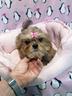 shorkie-cucciola-mini-toy-yorkshire-e-shih-tzu