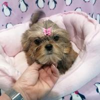 Shorkie cucciola mini toy - Yorkshire e Shih Tzu