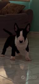 Bull Terrier cucciole femmine