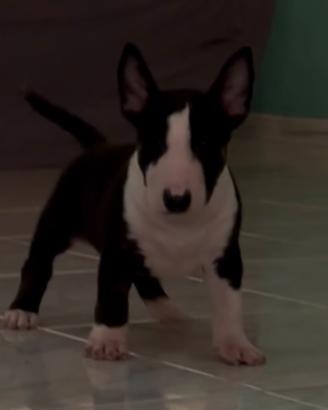 Bull Terrier cucciole femmine