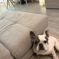 Bouldogue Francese