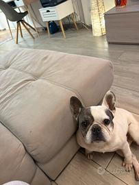 Bouldogue Francese