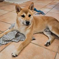 Vendita shiba inu
