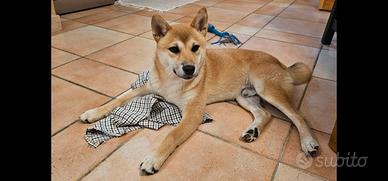 Vendita shiba inu
