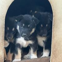 Cuccioli pastore olandese
