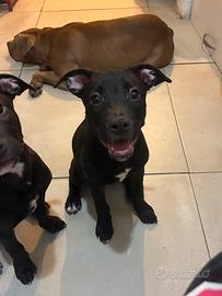 Cuccioli meravigliosi vogliono famiglia amorevole