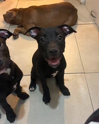 Cuccioli meravigliosi vogliono famiglia amorevole