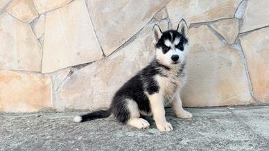 Bellissime cucciole di Siberian Husky