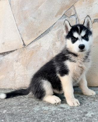 Bellissime cucciole di Siberian Husky