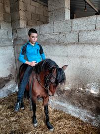 cavallino  