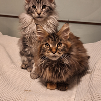 Maine Coon cuccioli