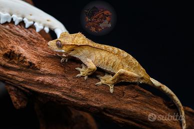 Femmina geco Ciliatus