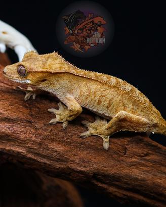 Femmina geco Ciliatus