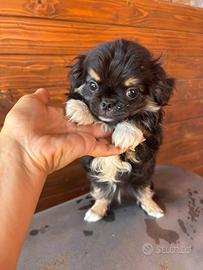 Chihuahua pelo lungo