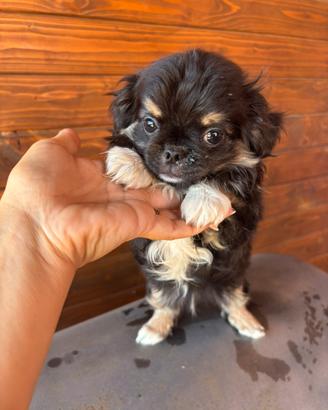 Chihuahua pelo lungo