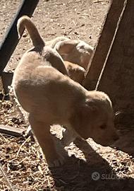 Cuccioli Labrador