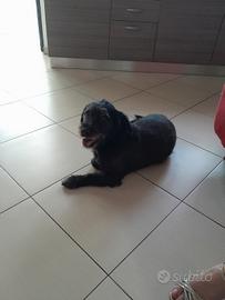 Cane 8 anni Chiarlie
