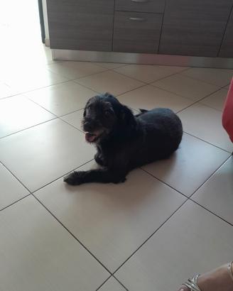 Cane 8 anni Chiarlie