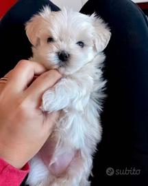 Mini maltesini toy
