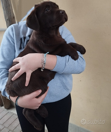 Cucciola di labrador cioccolato