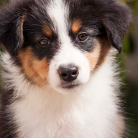 Australian Shepherd/ Pastore Australiano