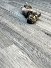 Femmina scottish fold per accoppiare