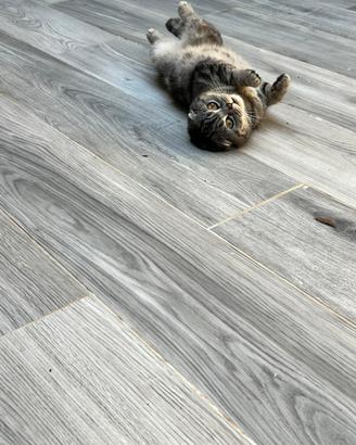 Femmina scottish fold per accoppiare