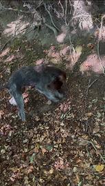 Cane da tartufo