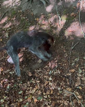 Cane da tartufo