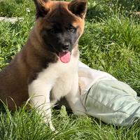Cuccioli di Akita Americani