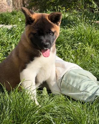 Cuccioli di Akita Americani