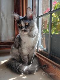 Cucciola di Maine Coon con pedigree