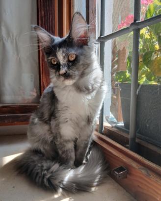 Cucciola di Maine Coon con pedigree