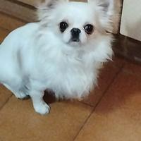 Chihuahua maschio monta