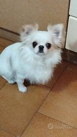 Chihuahua maschio monta